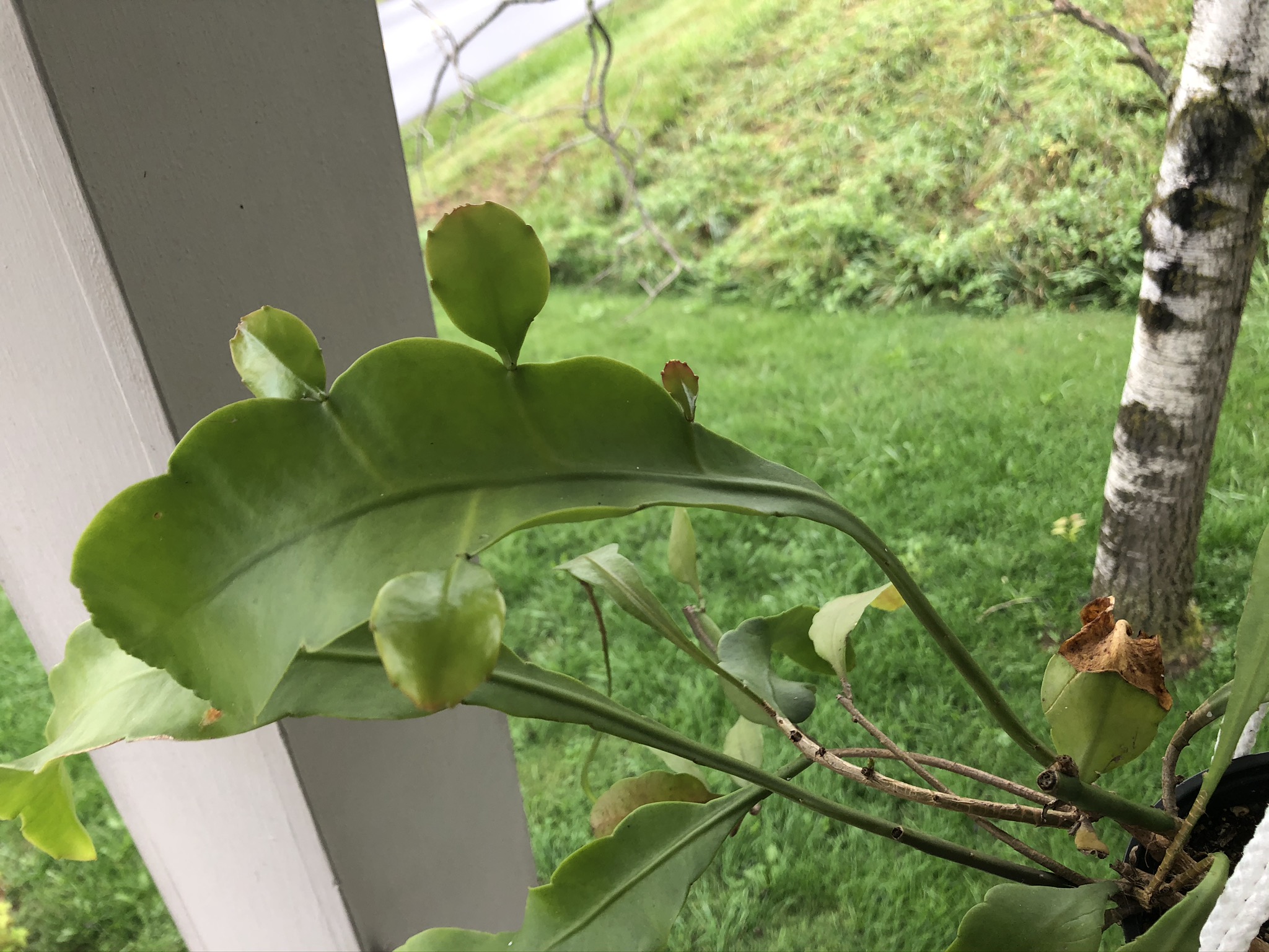 epiphyllum oxypetalum fruit